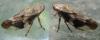 Aphrophora alni